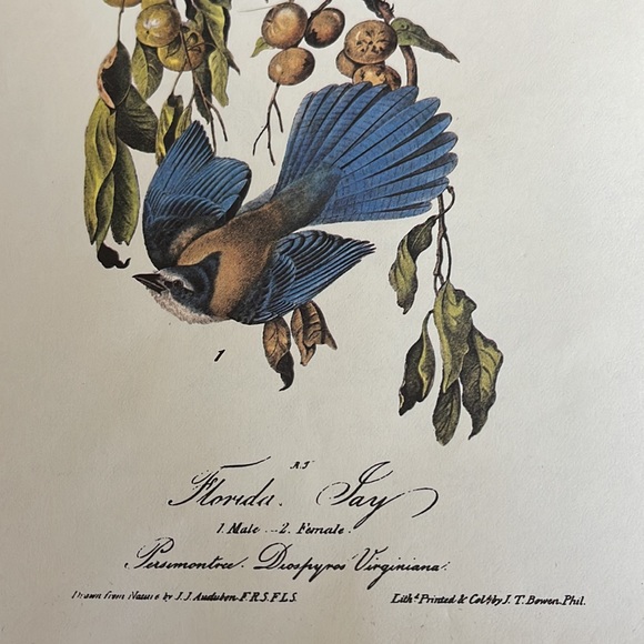Audubon Florida Blue Jay Print - Picture 5 of 5